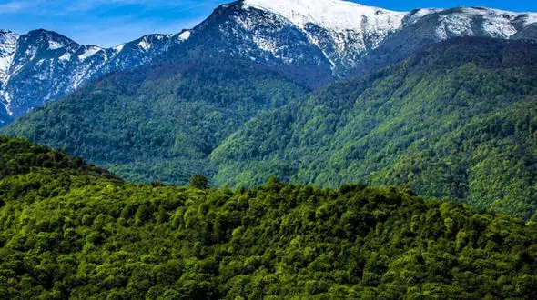 فیلم مرال ، زیبای رعنای جنگلهای هیرکانی شمال ایران