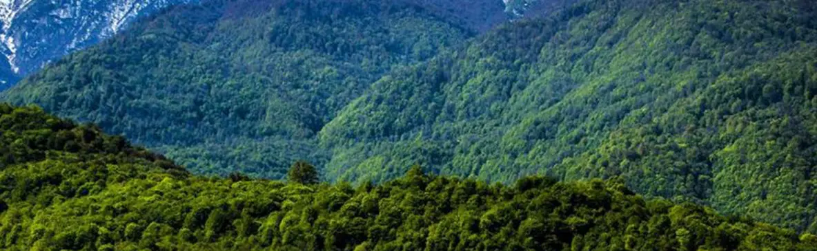 فیلم مرال ، زیبای رعنای جنگلهای هیرکانی شمال ایران