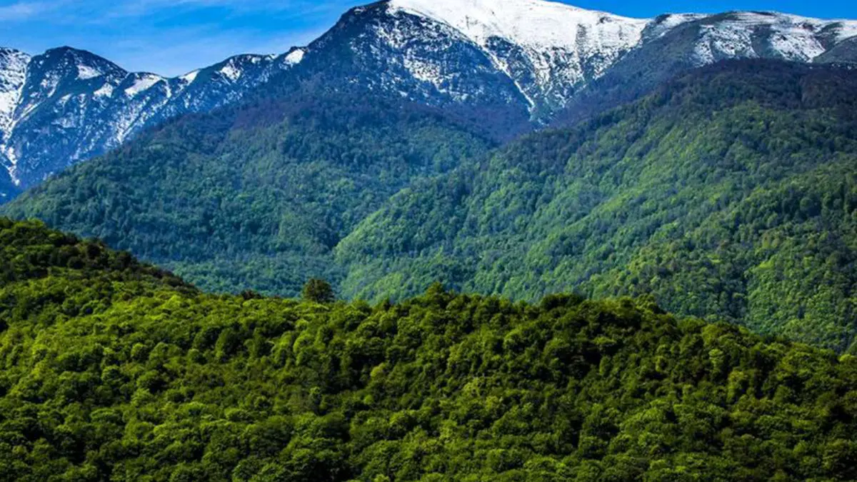 فیلم مرال ، زیبای رعنای جنگلهای هیرکانی شمال ایران