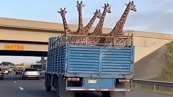 فیلم/ معماری طبیعت؛ وانت حمل زرافه های گردن دراز پر رفت زیر پل خالی دراومد