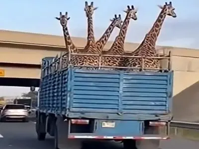 فیلم/ معماری طبیعت؛ وانت حمل زرافه های گردن دراز پر رفت زیر پل خالی دراومد