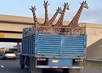 فیلم/ معماری طبیعت؛ وانت حمل زرافه های گردن دراز پر رفت زیر پل خالی دراومد