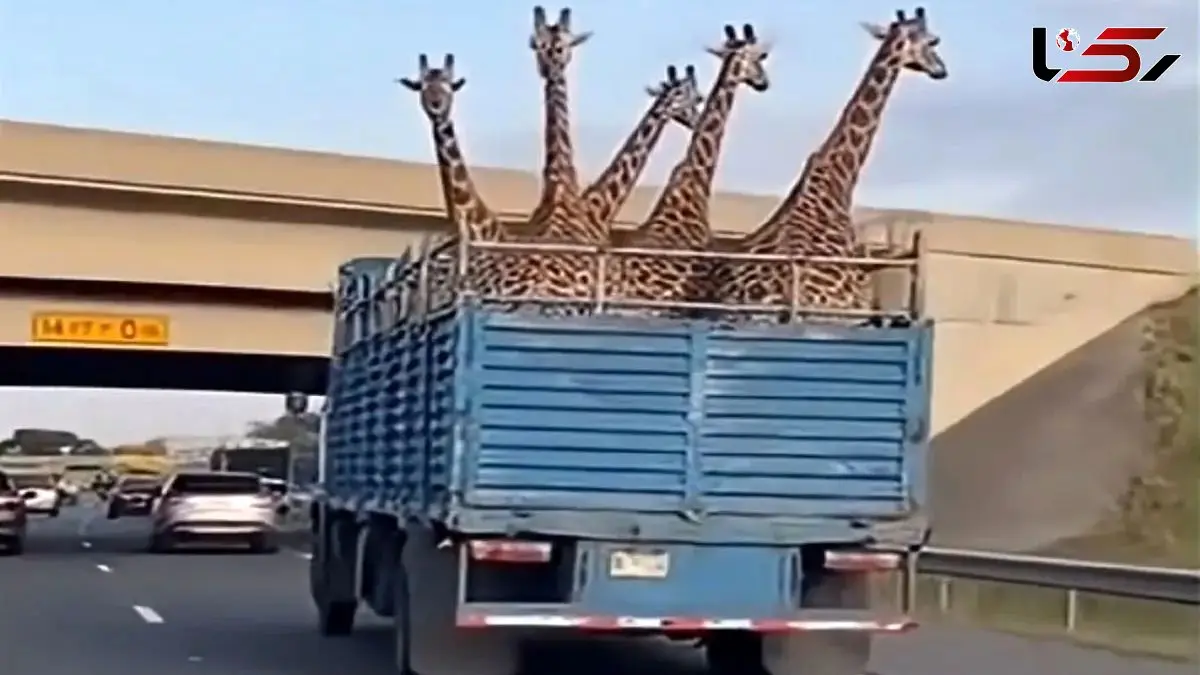 فیلم/ معماری طبیعت؛ وانت حمل زرافه های گردن دراز پر رفت زیر پل خالی دراومد