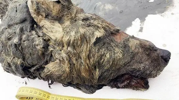 کشف سر 40 هزار ساله گرگ در سیبری