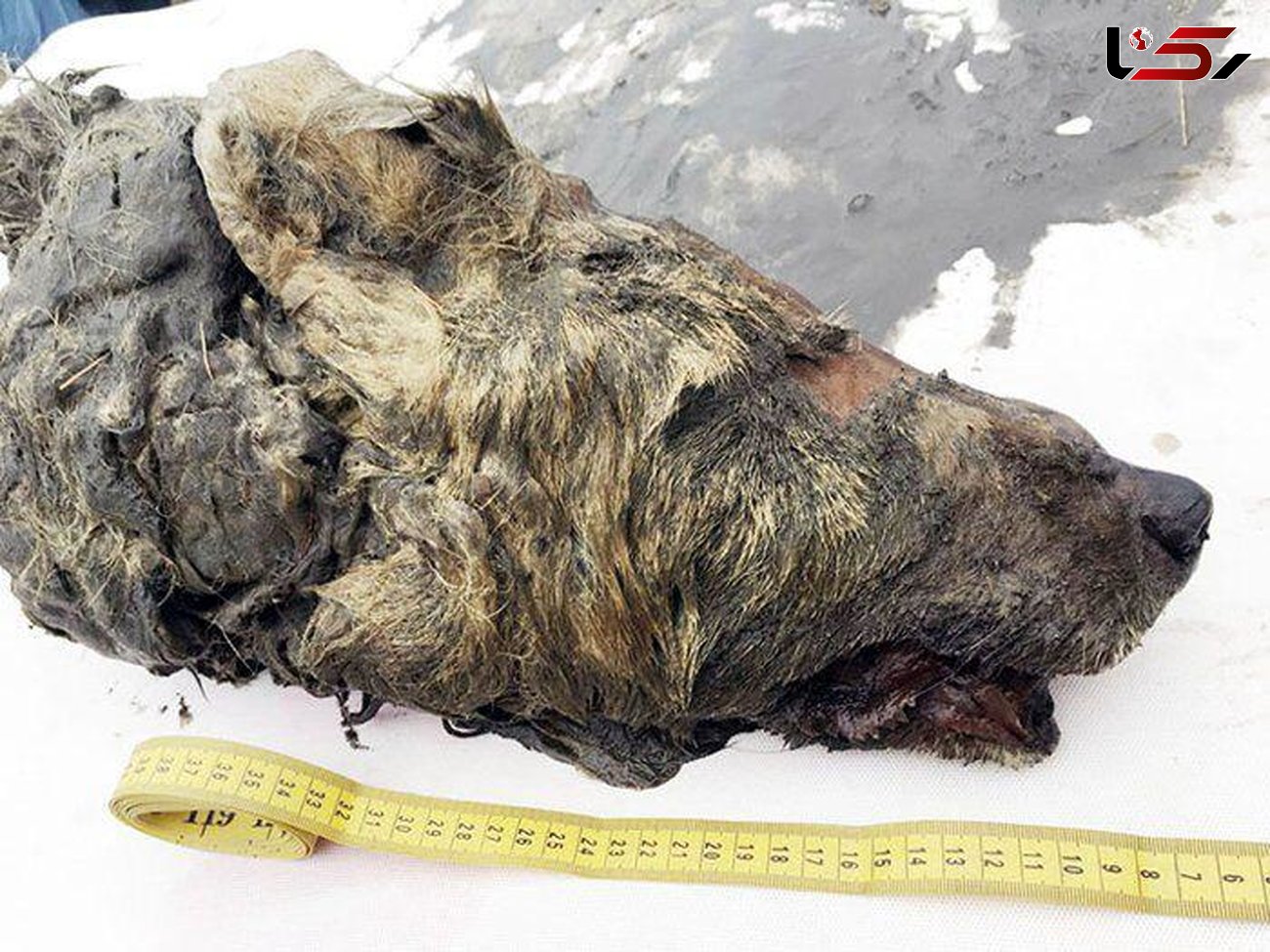 کشف سر 40 هزار ساله گرگ در سیبری