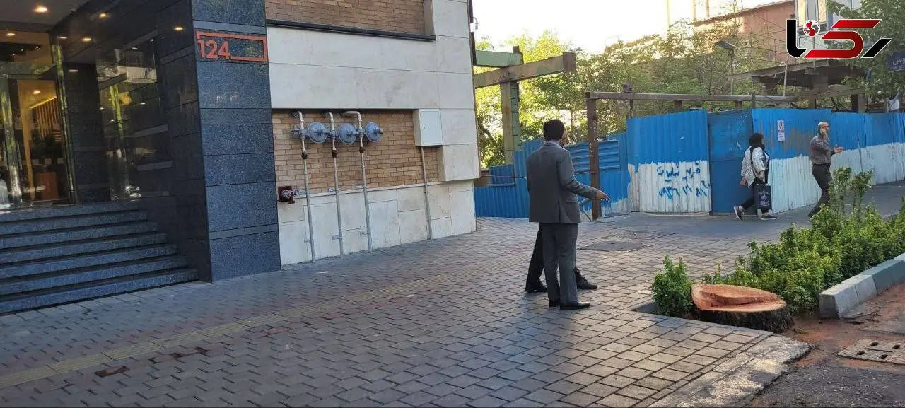 حکم قطع 13 درخت چنار خشک شده تهران صادر شد
