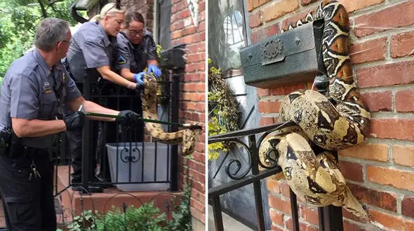 زنده گیری یک مار در کانزاس+عکس