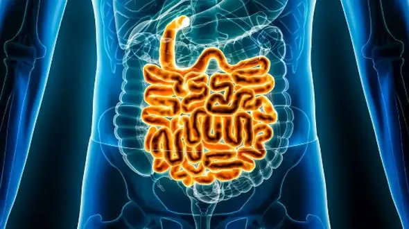 روده شما فریب نمی‌ خورد! چگونه گوارش بهتر داشته باشیم؟