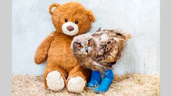 دوستی عجیب یک جغد با عروسک خرسی +عکس