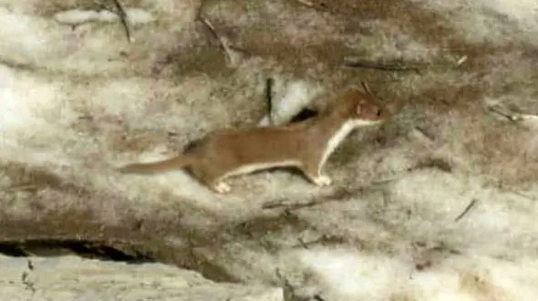 کوچکترین گوشتخوار جهان در کوه لیله اندیکای خوزستان پیدا شد + عکس