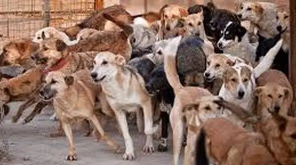 سایت نگهداری سگهای خیابانی در هشترود ایجاد می شود