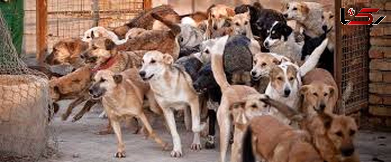 سایت نگهداری سگهای خیابانی در هشترود ایجاد می شود