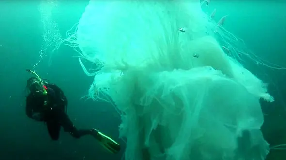 لحظه باورنکردنی شنای غواص در کنار عروس دریایی غول پیکر + فیلم و عکس