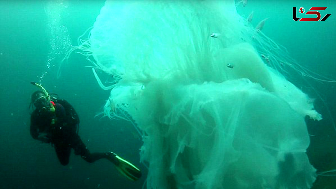 لحظه باورنکردنی شنای غواص در کنار عروس دریایی غول پیکر + فیلم و عکس