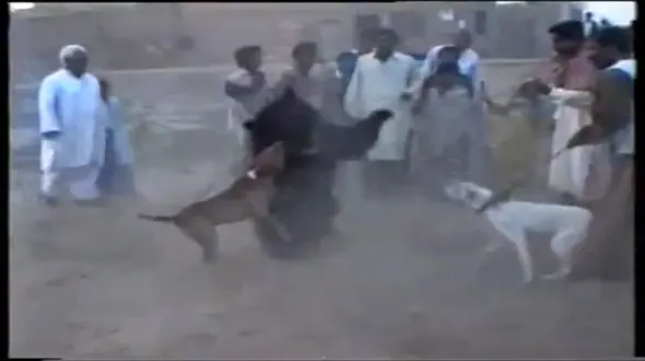 پشت پرده فیلم جنگیدن خرس با سگ ها بین تماشاچیان /  محیط زیست تشریح کرد + فیلم 16+