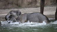 عزاداری در باغ وحش به خاطر مرگ بچه فیل محبوب+عکس