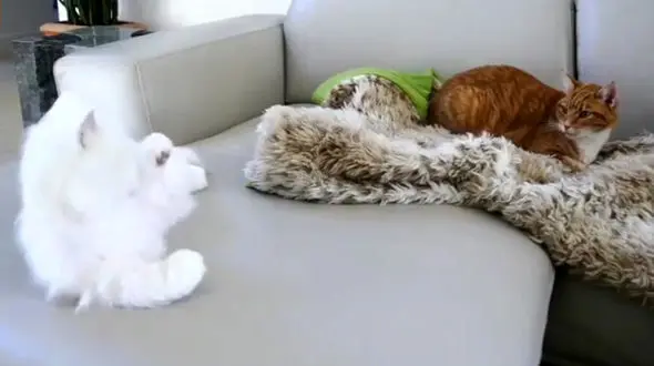 وقتی گربه ها طعمه دوربین مخفی می شوند + فیلم