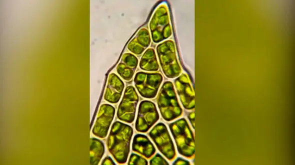 مشاهده دنیای خزه‌ها زیر میکروسکوپ + فیلم