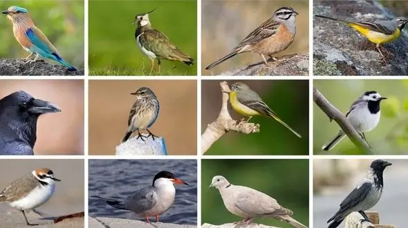 اسامی پرندگان به ترکی + فیلم