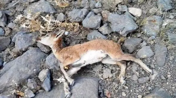 خرید و فروش دام آلوده علت شیوع طاعون دامی در طالقان