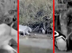 فیلم شکار پنگوئن توسط شیرهای کوهی در پاتاگونیا