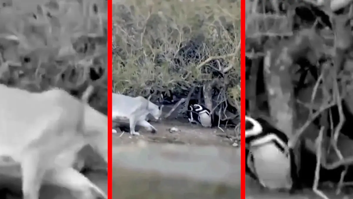 فیلم شکار پنگوئن توسط شیرهای کوهی در پاتاگونیا