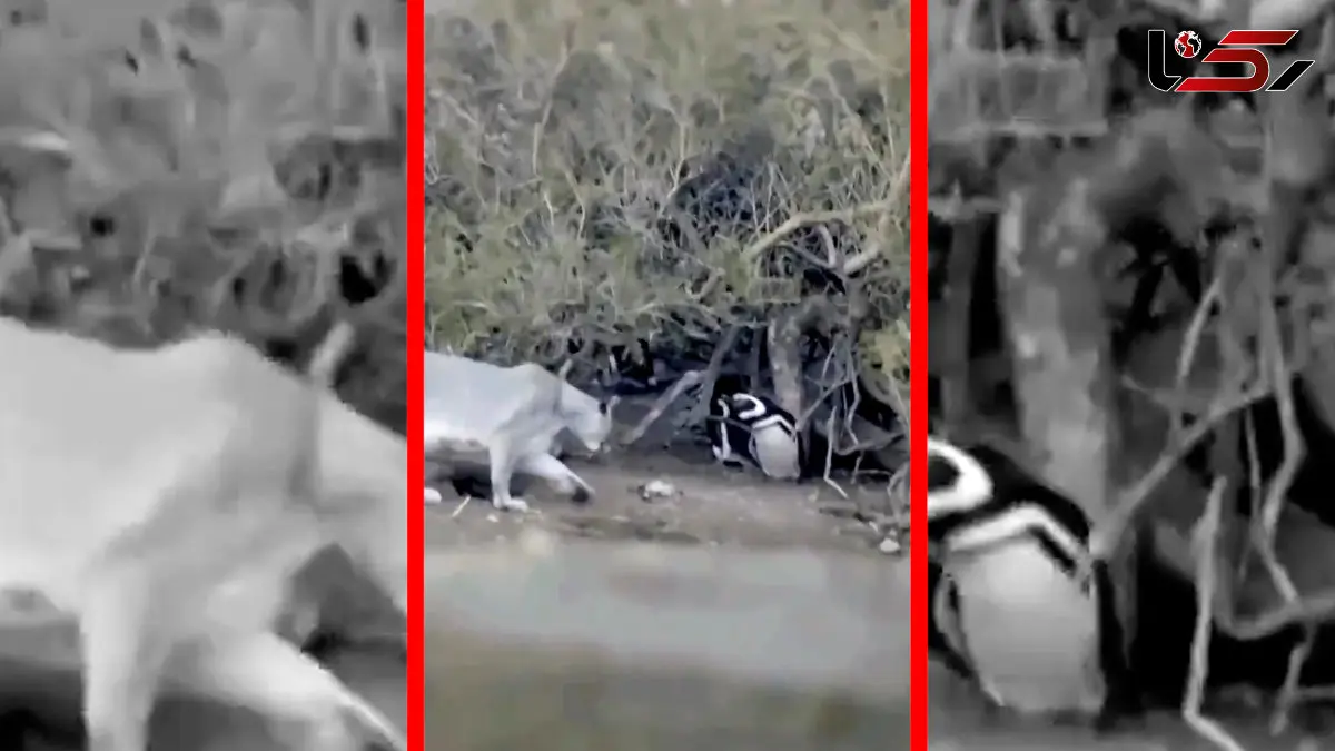 فیلم شکار پنگوئن توسط شیرهای کوهی در پاتاگونیا