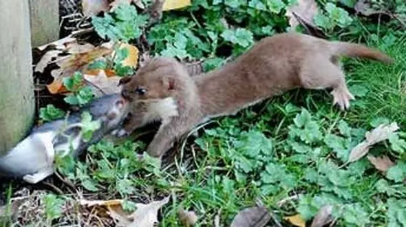 راسوها چگونه جانورانی هستند؟