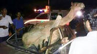 عجیب ترین عکس از تصادف با شتر در جاسک /فقط یک کشته