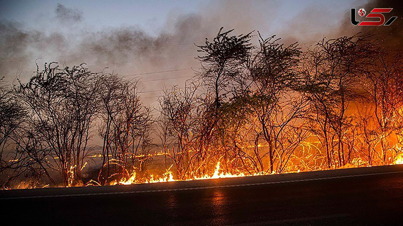 آتش‌سوزی جنگل‌های لوداب مهار شد