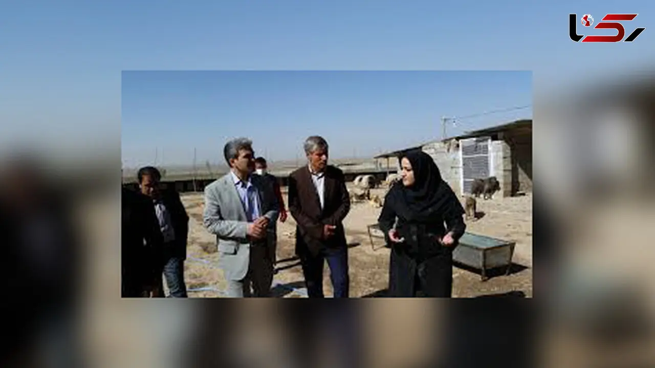 سگ های خیابانی در تبریز دیگر کشته نمی شوند+فیلم و عکس