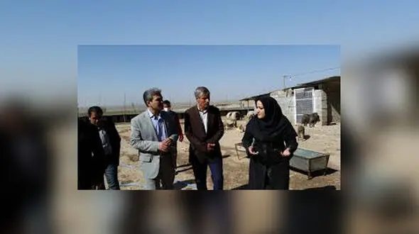 سگ های خیابانی در تبریز دیگر کشته نمی شوند+فیلم و عکس