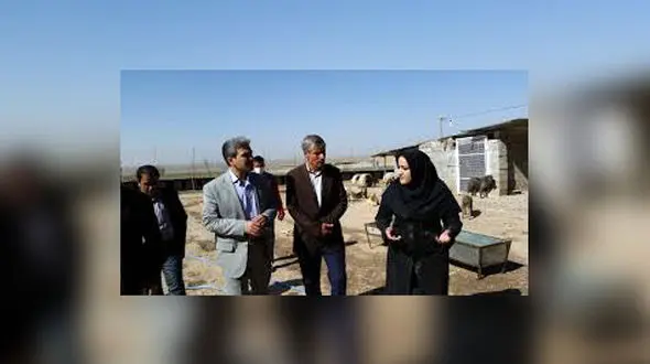 سگ های خیابانی در تبریز دیگر کشته نمی شوند+فیلم و عکس