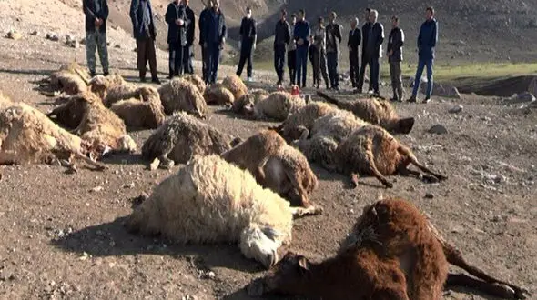دارو ۴۵۰ راس گوسفند در مشگین‌شهر را تلف و مسموم کرد