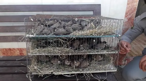 نجات بلبل ها از اسارت قاچاقچیان