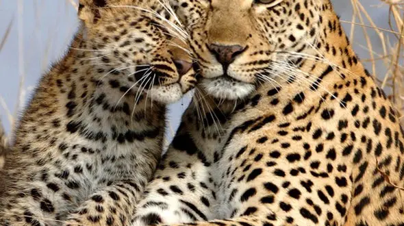 از مادرانه حیات وحش تا شکار ایمپالا توسط شیر + فیلم