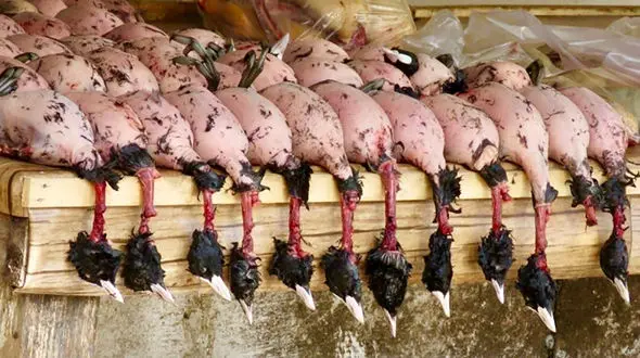 فرش قرمز خونین فریدونکناری ها برای میهمانان خارجی/ قانون‌گریزی به بهانه امرار معاش