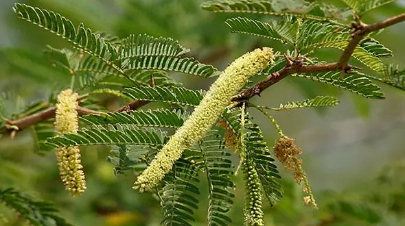 تهاجم نگران کننده گیاه غیربومی «کهور آمریکایی» به مناطق جنوبی ایران