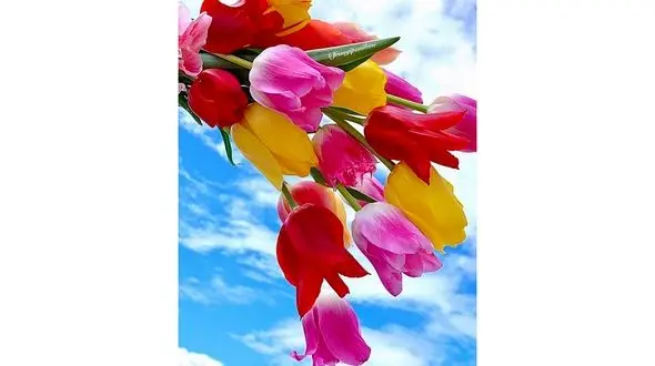 فال روزانه شخصی/ 18 شهریور ماه + فیلم