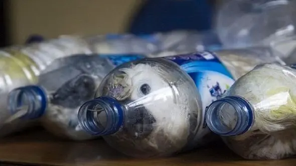 صادرات پرندگان زینتی با مجوز سازمان محیط زیست به کشورهای عربی