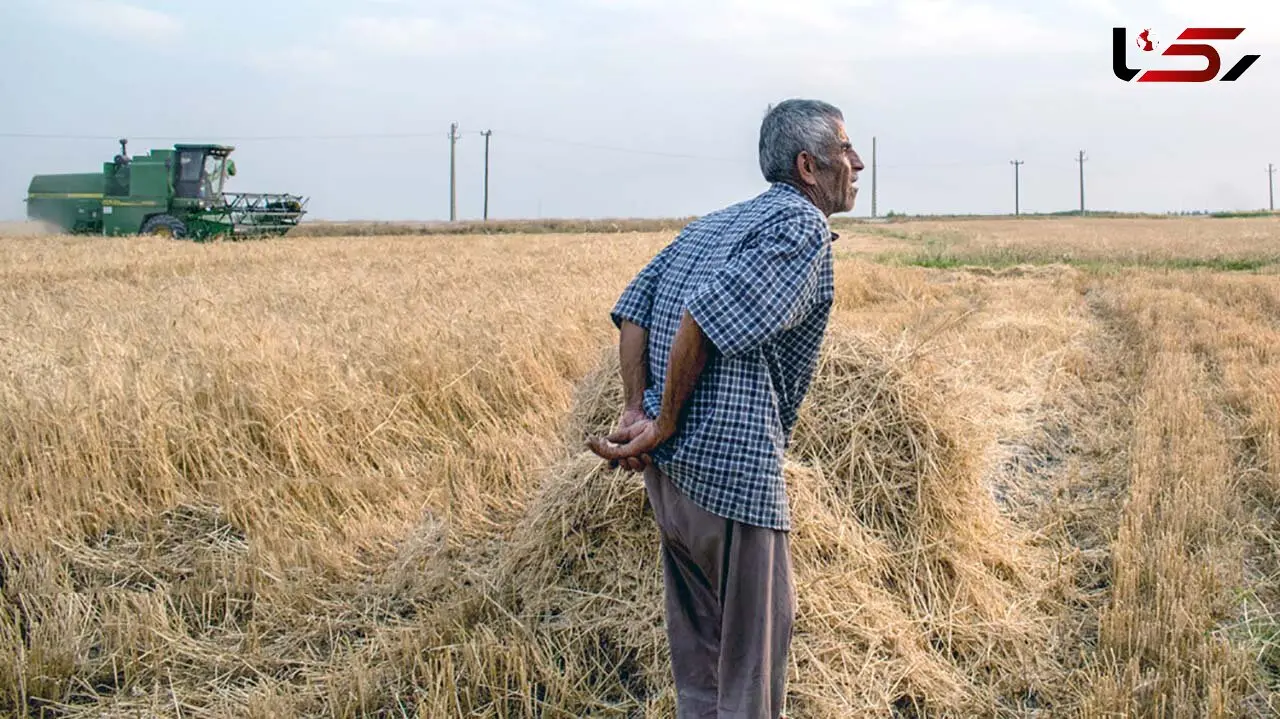 گندمکاران به ستوه آمده اند و جیبشان برای کشت سال آینده خالی است / طلب کشاورزان 4 ماه است پرداخت نشده!