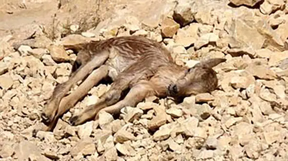 تلف شدن بزغاله‌های وحشی در منطقه حفاظت شده خائیز بدست شکارچیان متخلف + عکس ها 