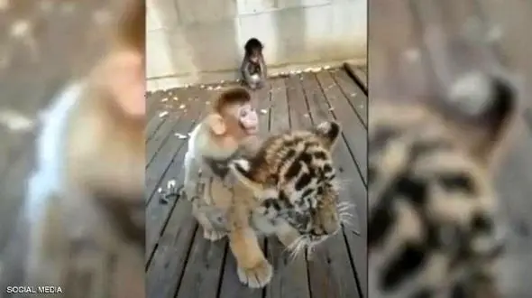 لحظاتی دیدنی از دوستی عجیب میمون و ببر + فیلم