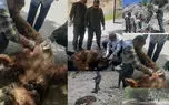 یک خرس قهوه‌ای دیگر کشته شد / ایران، سرزمین بی‌صداکُشی خرس‌ها و مدیریتی که فقط نظاره می‌کند / آمارهای مرگ که یک‌سوم واقعیت‌اند