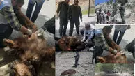 یک خرس قهوه‌ای دیگر کشته شد / ایران، سرزمین بی‌صداکُشی خرس‌ها و مدیریتی که فقط نظاره می‌کند / آمارهای مرگ که یک‌سوم واقعیت‌اند