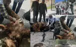 یک خرس قهوه‌ای دیگر کشته شد / ایران، سرزمین بی‌صداکُشی خرس‌ها و مدیریتی که فقط نظاره می‌کند / آمارهای مرگ که یک‌سوم واقعیت‌اند