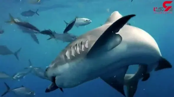 شجاعت یک غواص برای نزدیکی به کوسه+فیلم