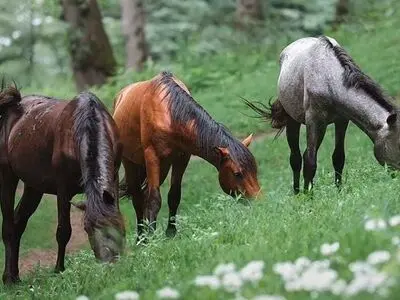 فال و طالع بینی امروز 7 مرداد 1405