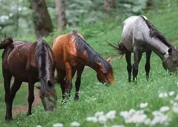 فال و طالع بینی امروز 7 مرداد 1405