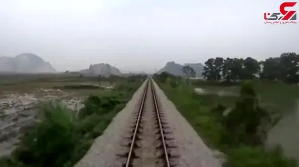 خودکشی خونین یک گله بوفالو زیر ریل قطار + فیلم 